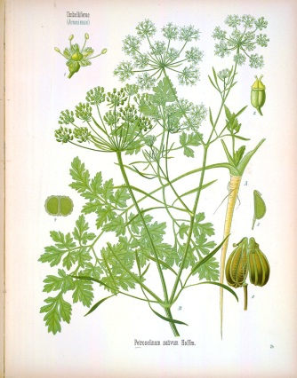 Köhler's Medizinal Pflanzen (1887)
